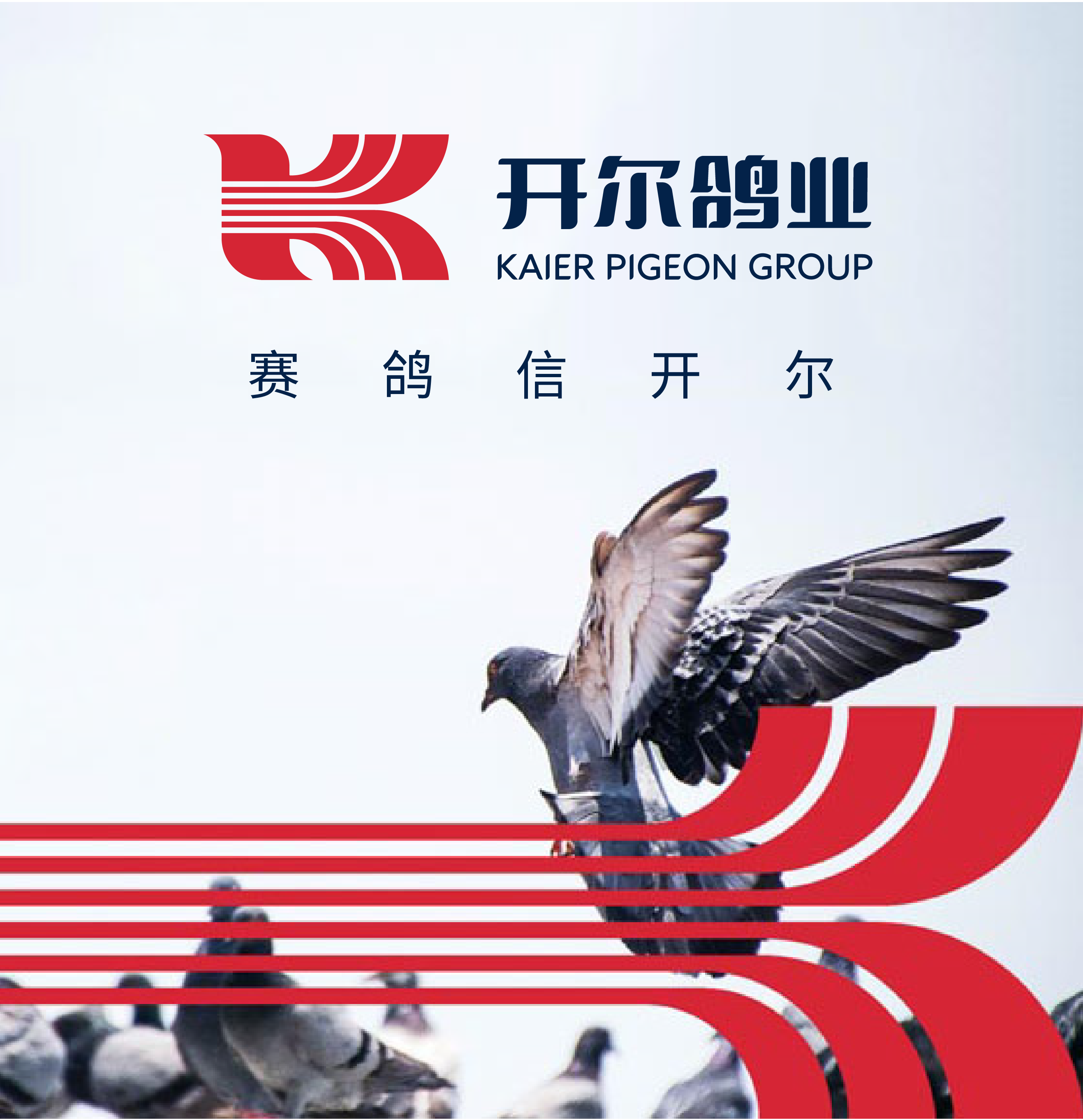 開爾鴿業(yè)品牌全案服務