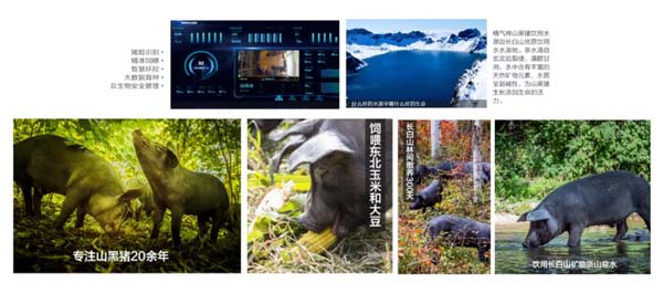 歐賽斯商業(yè)洞察:豬肉市場研究及湘村黑豬戰(zhàn)略破局
