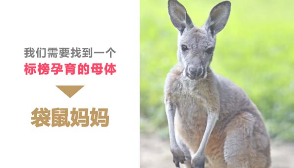 歐賽斯超級品牌引擎® 新冠軍商業(yè)實戰(zhàn)案例:孕味食足