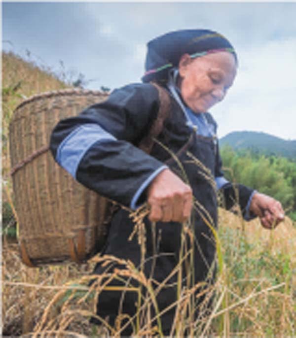 瑤珍大米：升級(jí)產(chǎn)品線，年銷售額增長(zhǎng)40%